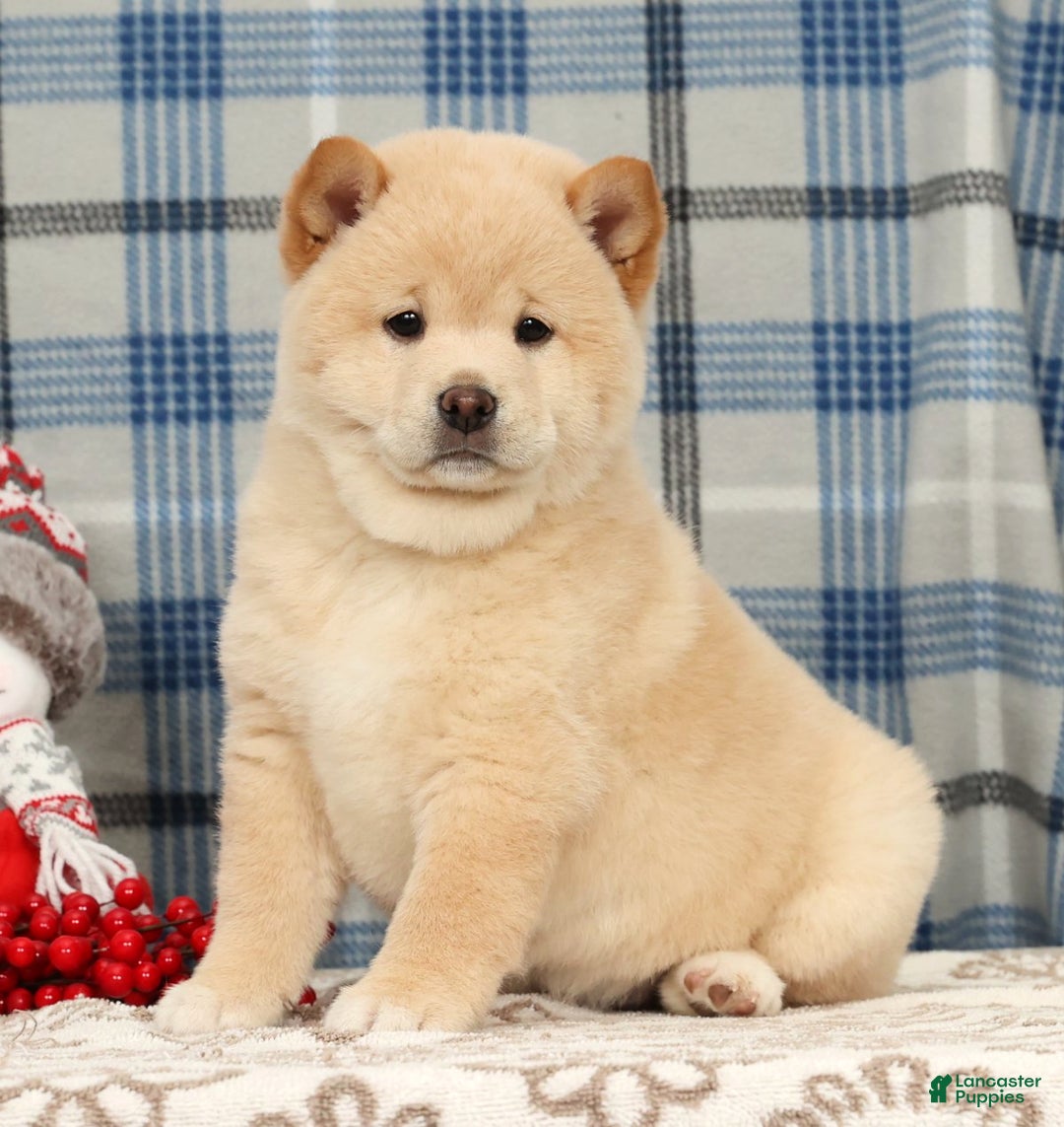 Shiba Inu dogs for sale: Jodie - Ad 3