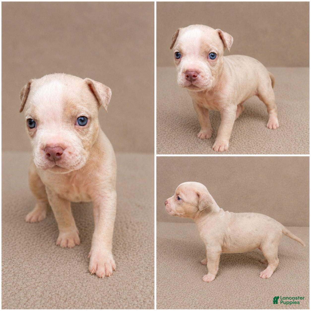 American Bully dogs Mixed Breed Puppy 3 - Ad 1