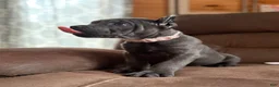 Cane Corso dogs for sale: Cane Corso Puppy 3 - Ad 6
