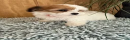 Teddy Bear dogs for sale: Precious - Ad 12