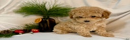 Toy Poodle dogs for sale: Gina - Ad 2