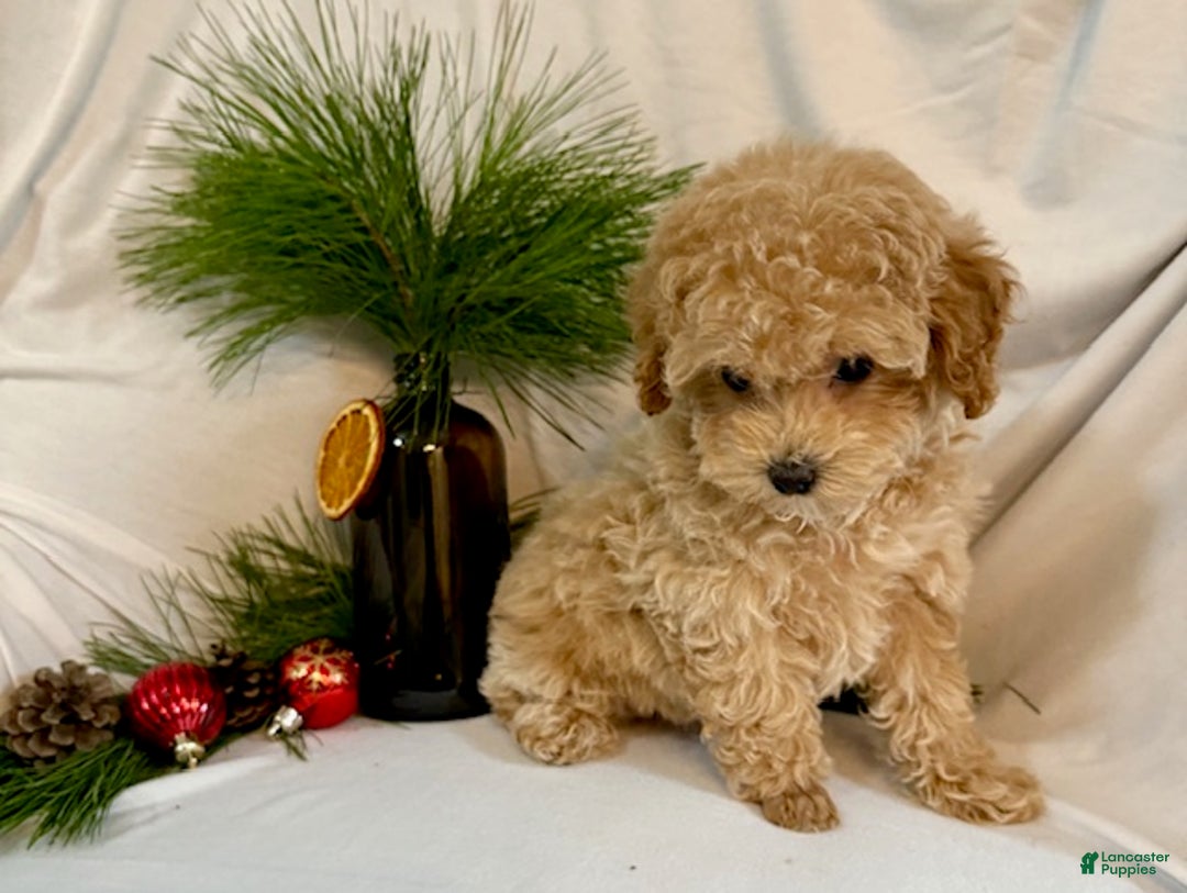 Toy Poodle dogs for sale: Gina - Ad 2
