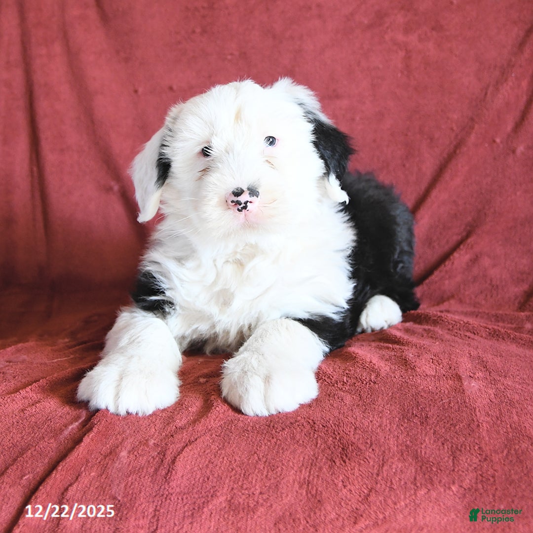 Old English Sheepdog dogs for sale: Moses - Ad 2