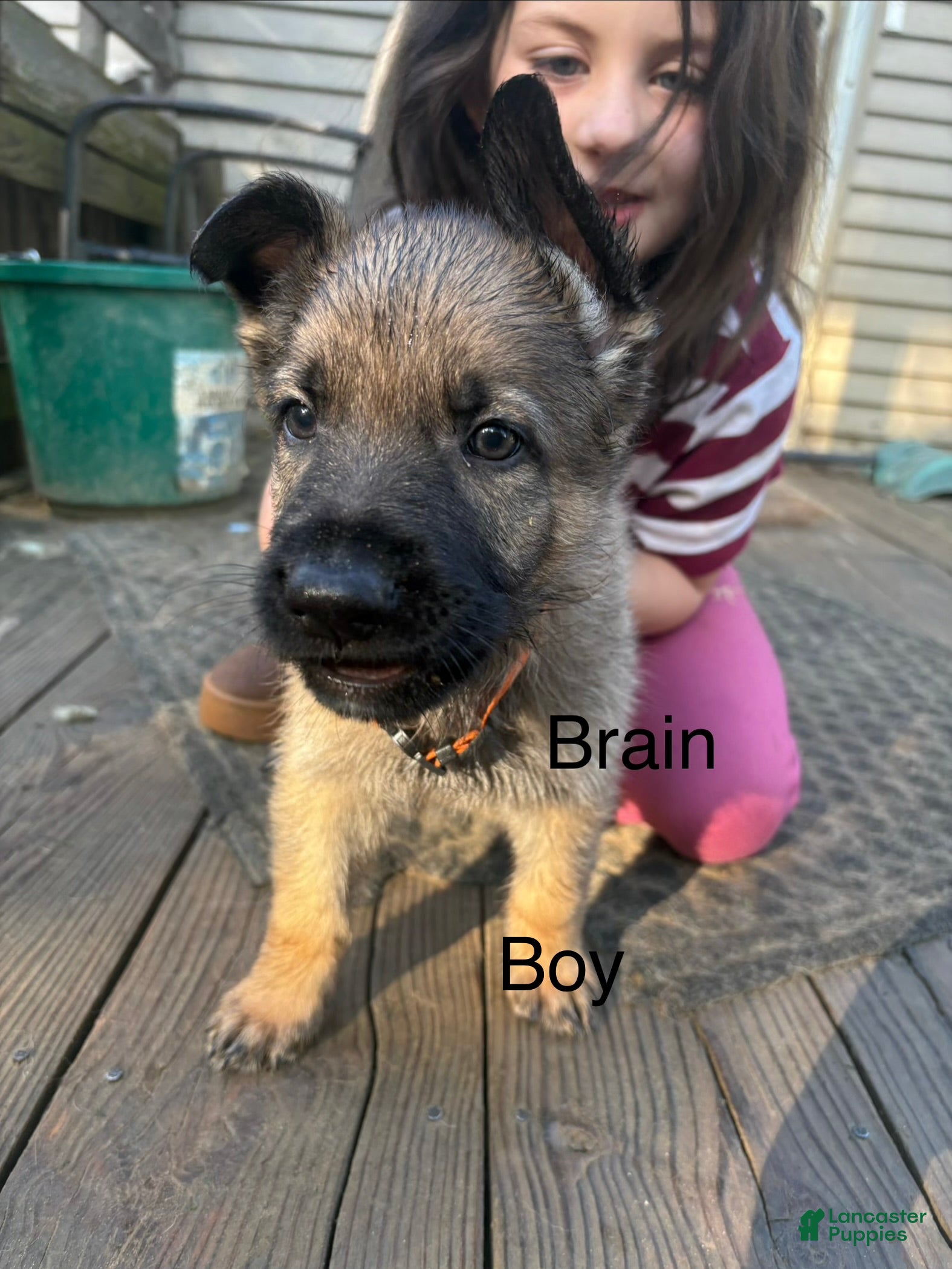 German Shepherd dogs Brain - Ad 1