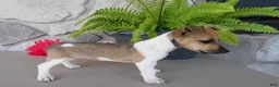 Jack Russell Terrier dogs for sale: Polly - Ad 5