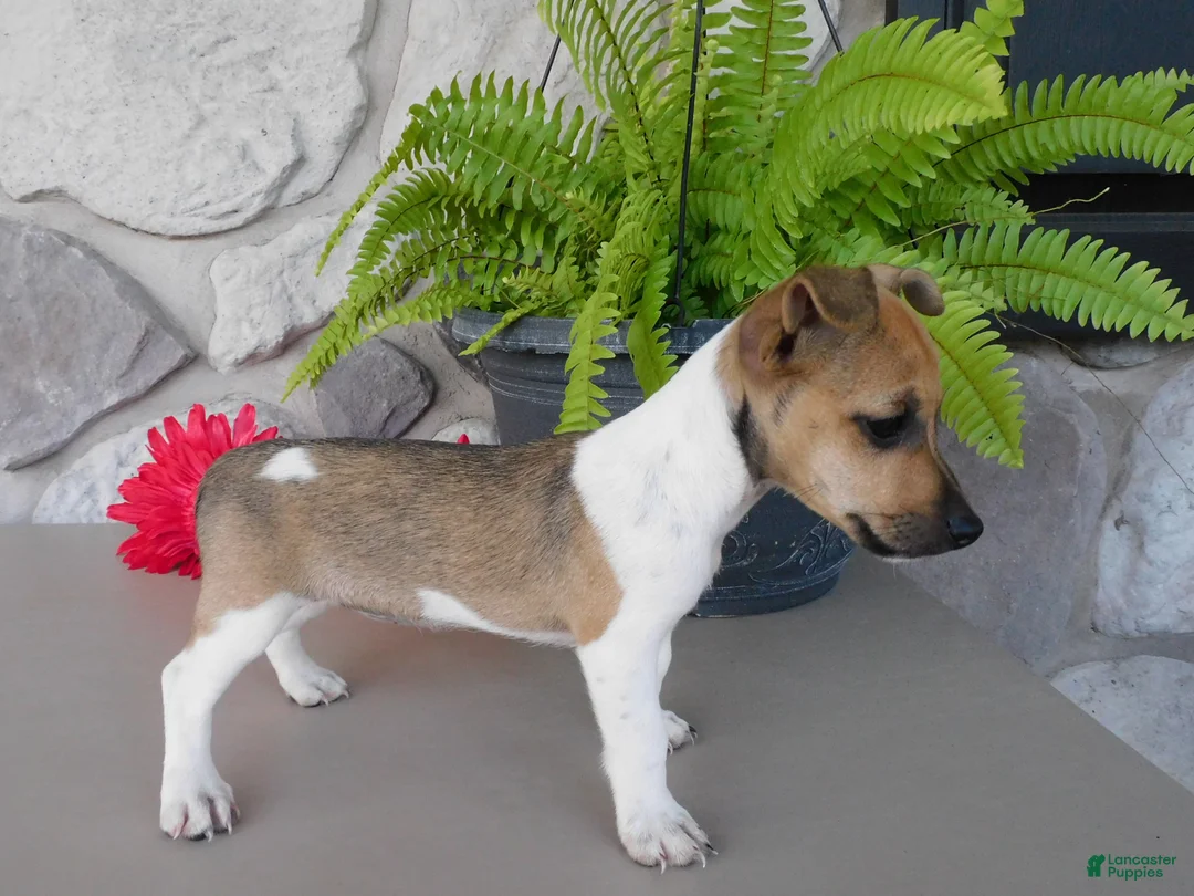 Jack Russell Terrier dogs for sale: Polly - Ad 5