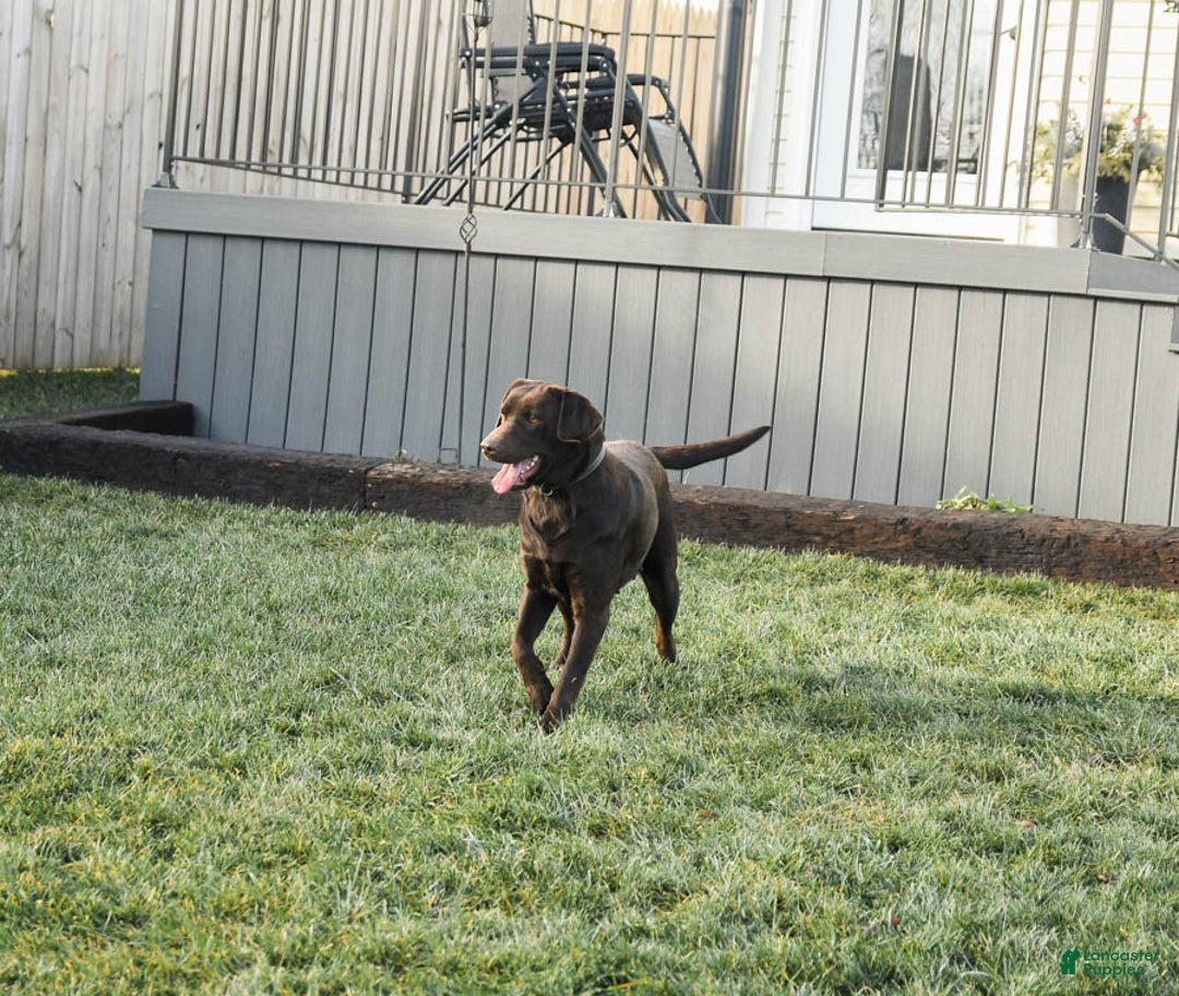 Labrador Retriever dogs for sale: Rocky - Ad 6