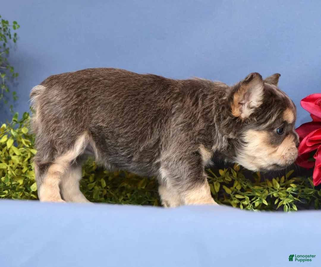 French Bulldog dogs for sale: Bella - Ad 10