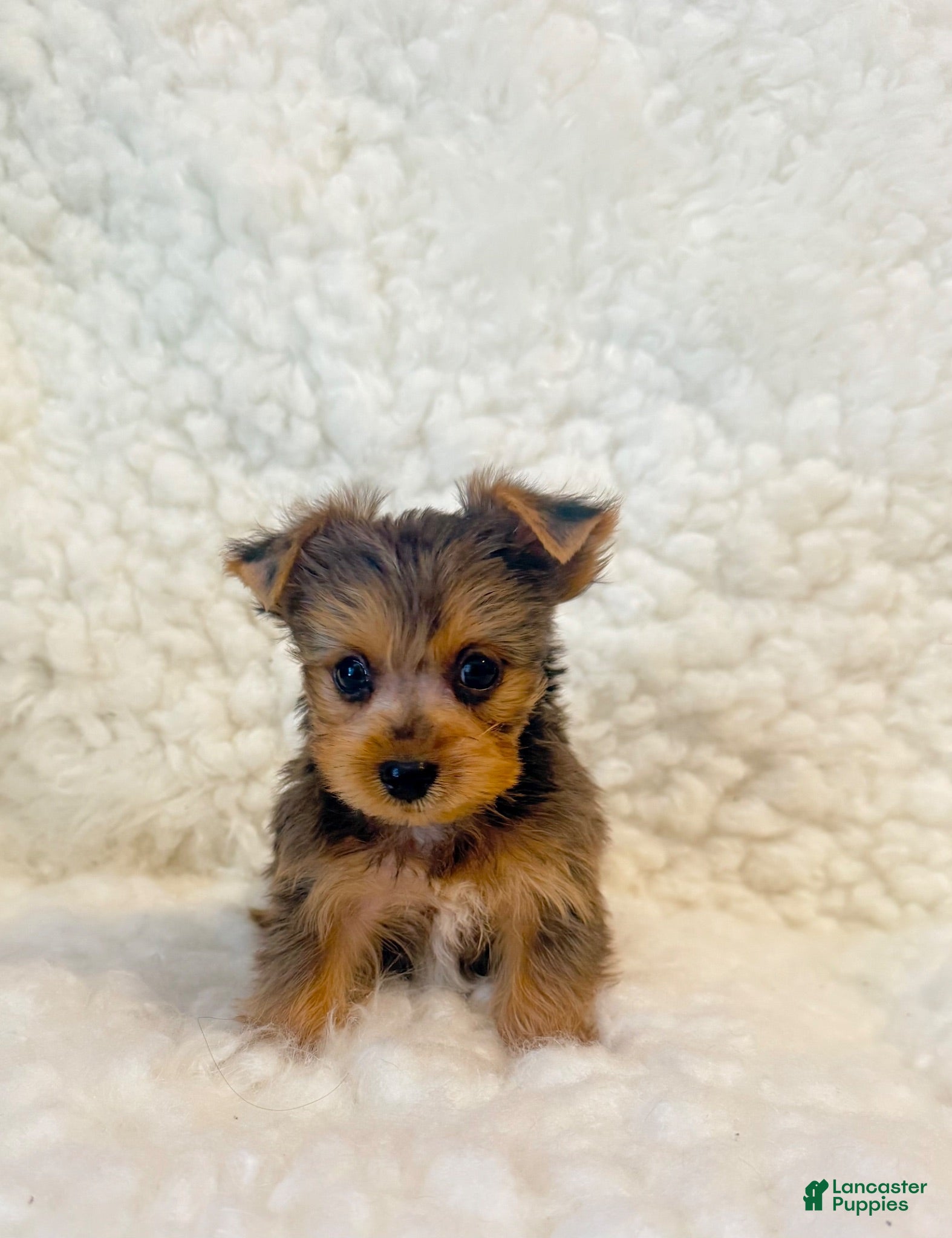 Yorkshire Terrier dogs Yo-yo tiny toy - Ad 1