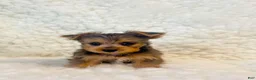 Yorkshire Terrier dogs for sale: Yo-yo tiny toy - Ad 1