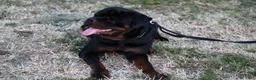 Rottweiler dogs for sale: Yoshi - Ad 12