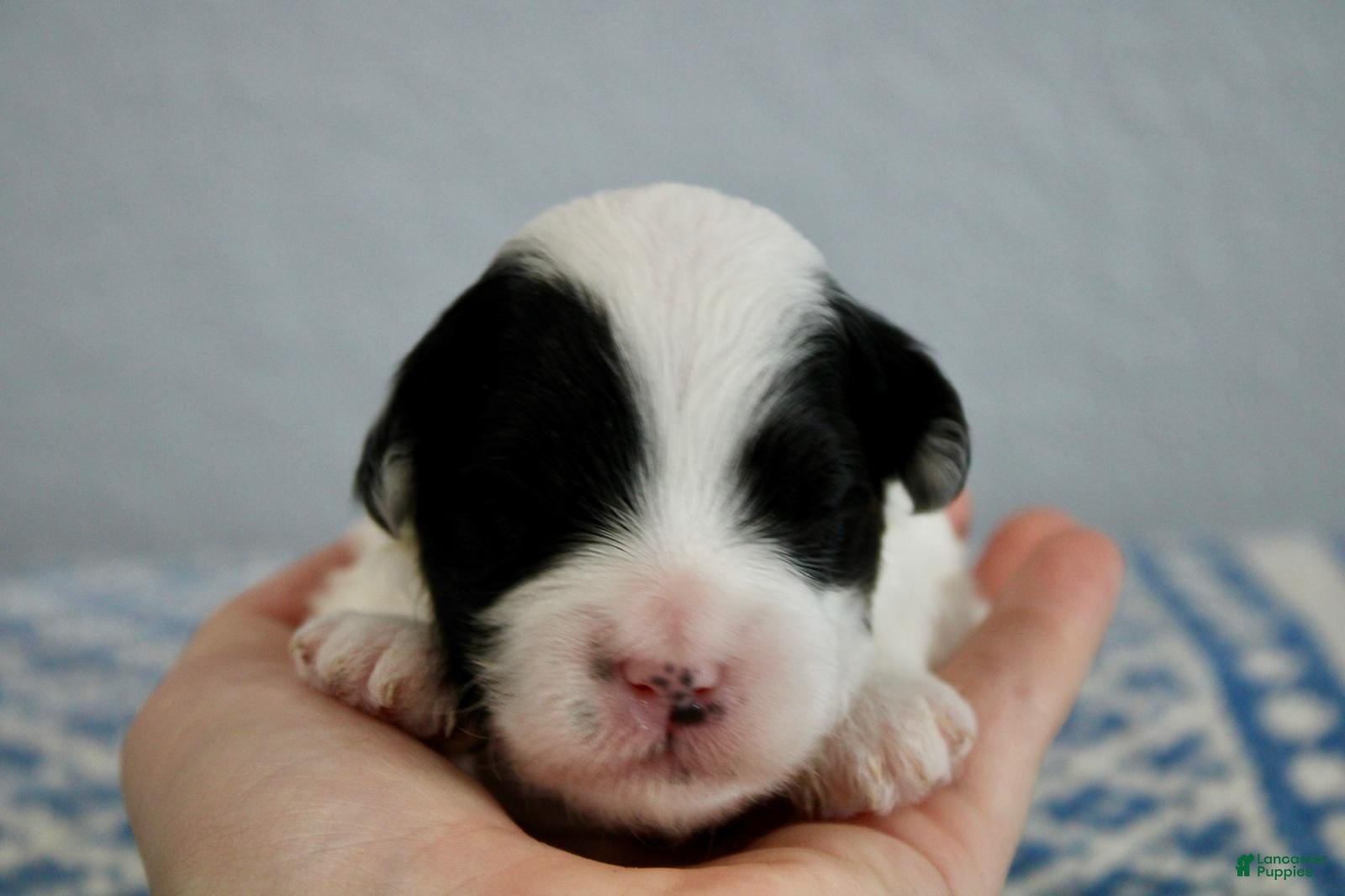 Mini Goldendoodle dogs for sale: WInnie - Ad 1