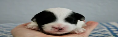 WInnie