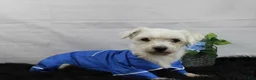 Maltese dogs for sale: Maltese 1 - Ad 5