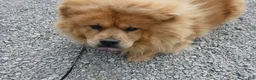 Chow Chow dogs for sale: Chow Chow 1 Lulu - Ad 7