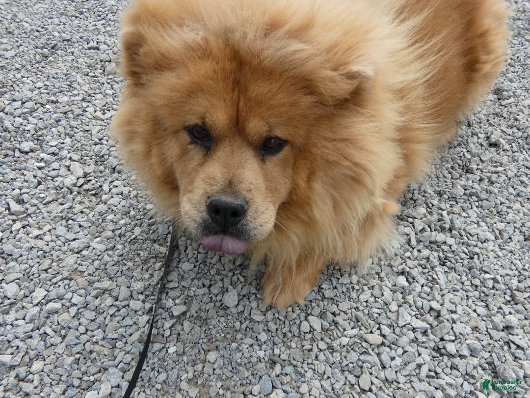 Chow Chow dogs for sale: Chow Chow 1 Lulu - Ad 7