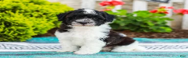 Wiggles (Raised in Home, Crate Trained & Potty Training!) 