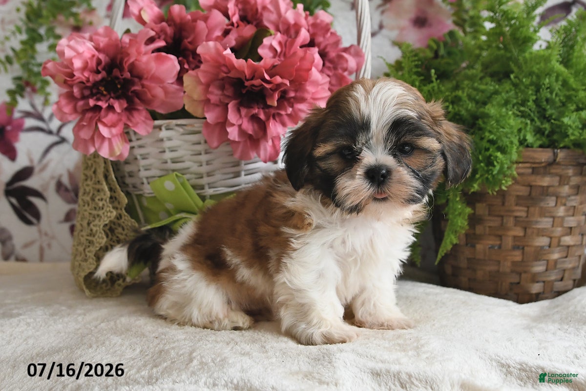 Shih Tzu dogs Kyler - Ad 2