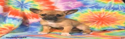 Chihuahua dogs for sale: Angel - Ad 4
