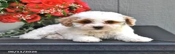 Miniature Poodle dogs for sale: Star - Ad 4