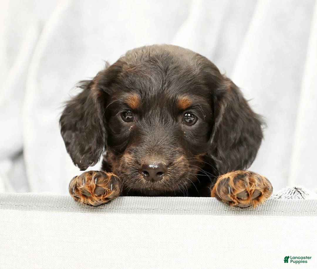 Miniature Dachshund dogs for sale: Bear - Ad 7