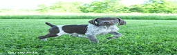 German Shorthaired Pointer dogs for sale: Gracie - Ad 5