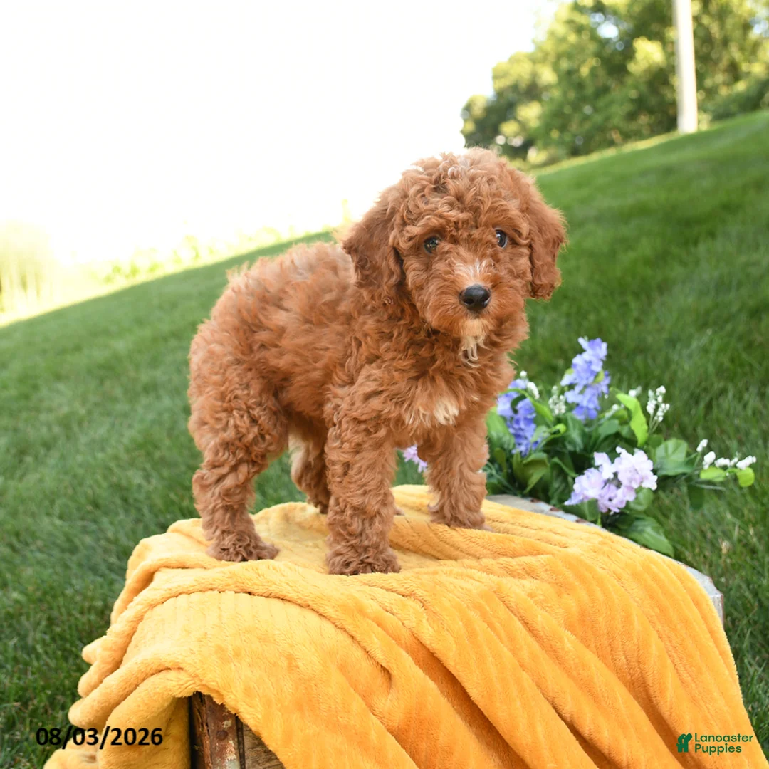 Miniature Poodle dogs for sale: Murphy - Ad 5