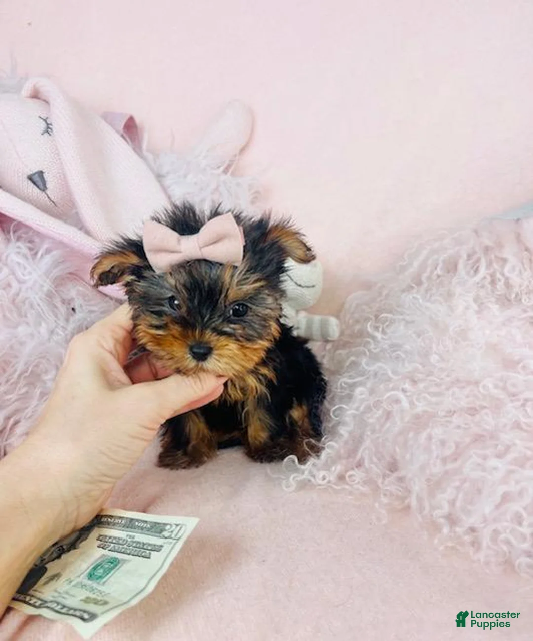 Yorkshire Terrier dogs for sale: Teacup Yorkshire Terrier Puppy 1 - Ad 3