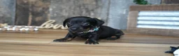 Miniature Dachshund dogs for sale: Abbi - Ad 6