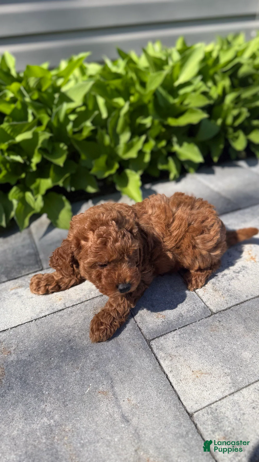 Mini Goldendoodle dogs for sale: Mini Goldendoodle Puppy 1 - Ad 2