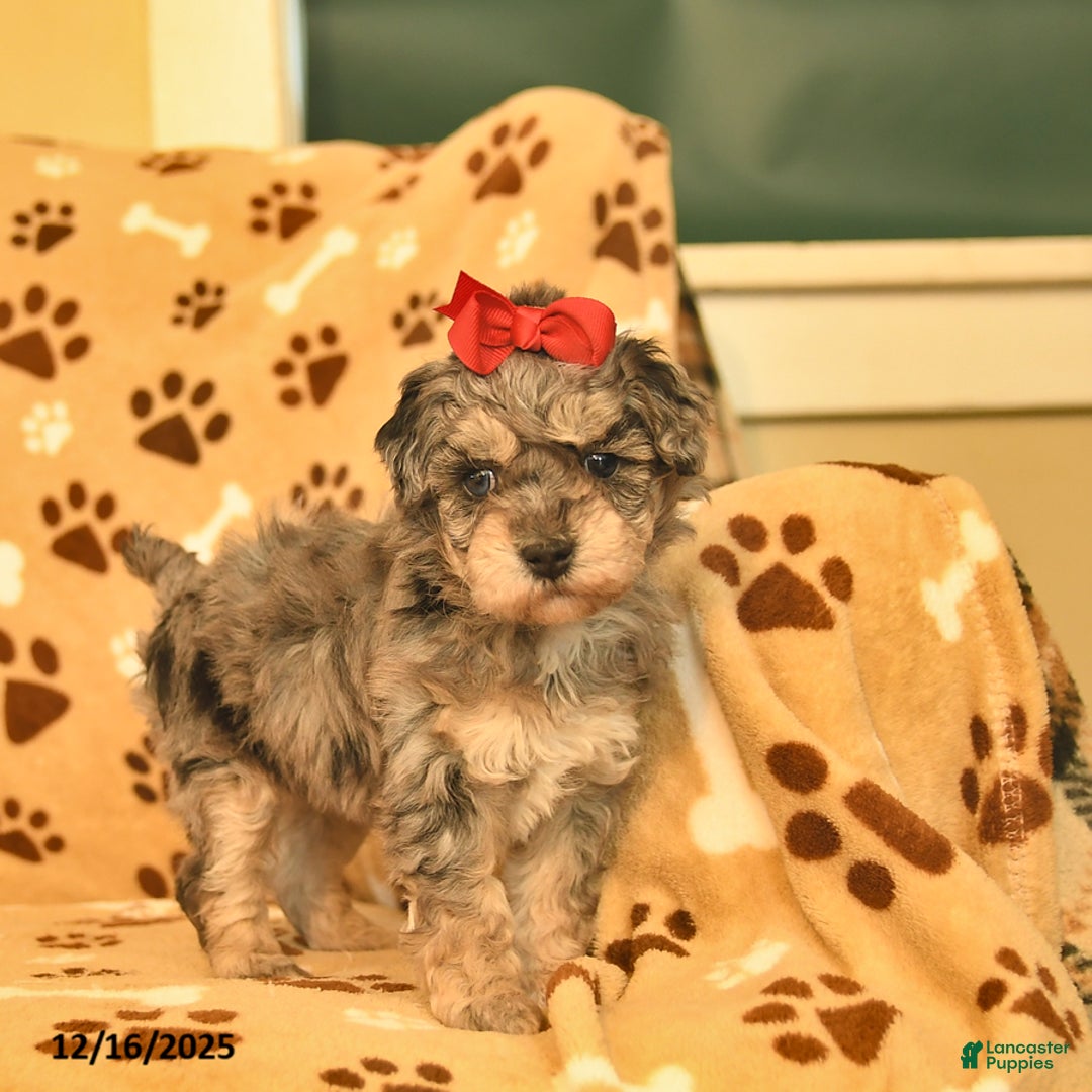 Toy Poodle dogs for sale: Mercy - Ad 2