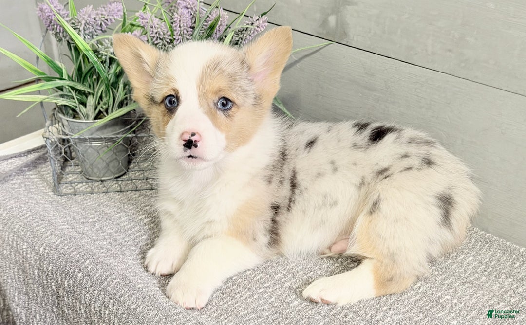 Welsh Corgi Pembroke dogs for sale: Speckles - Ad 3