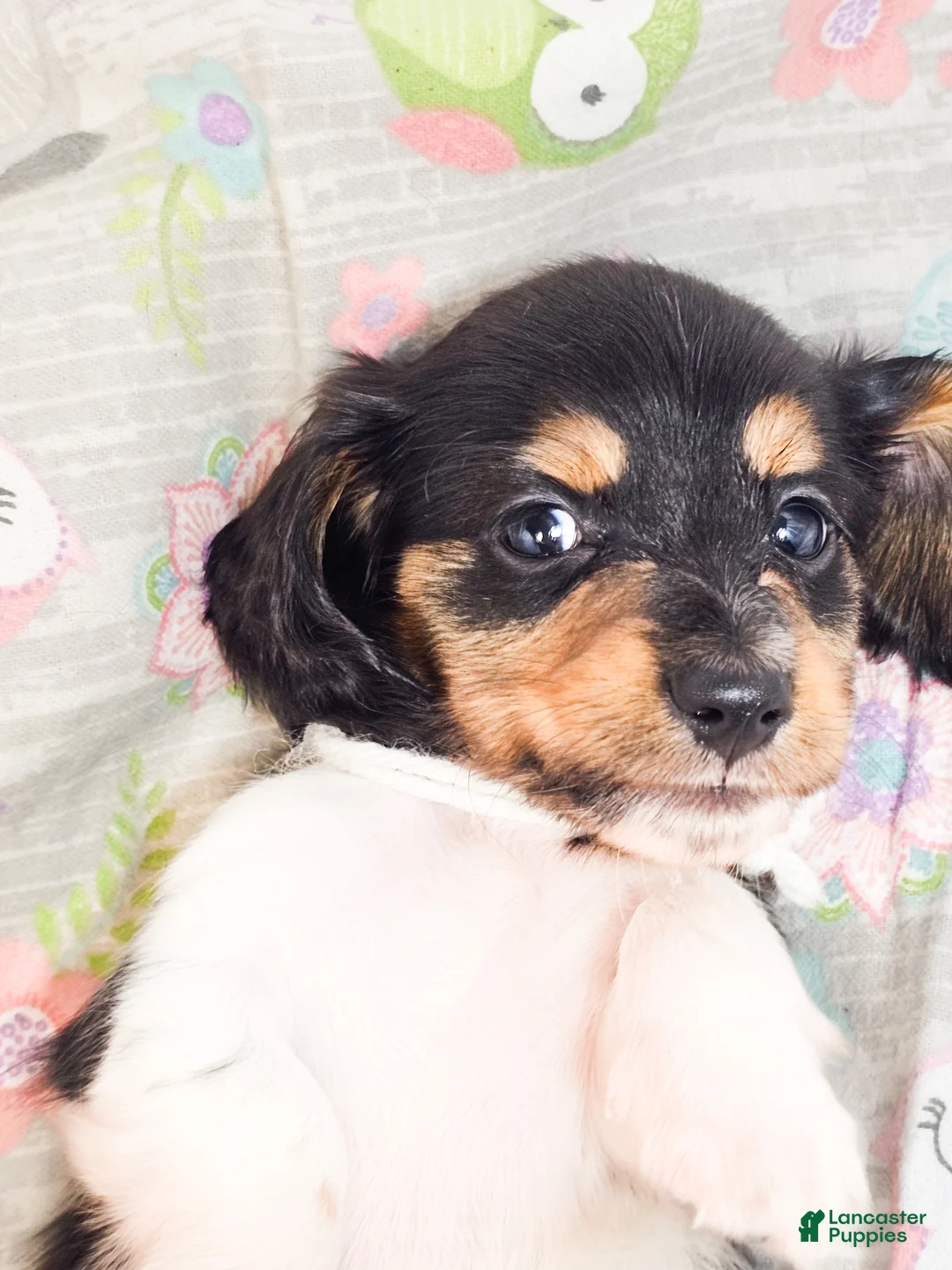 Miniature Dachshund dogs for sale: Marshmallow - Ad 2