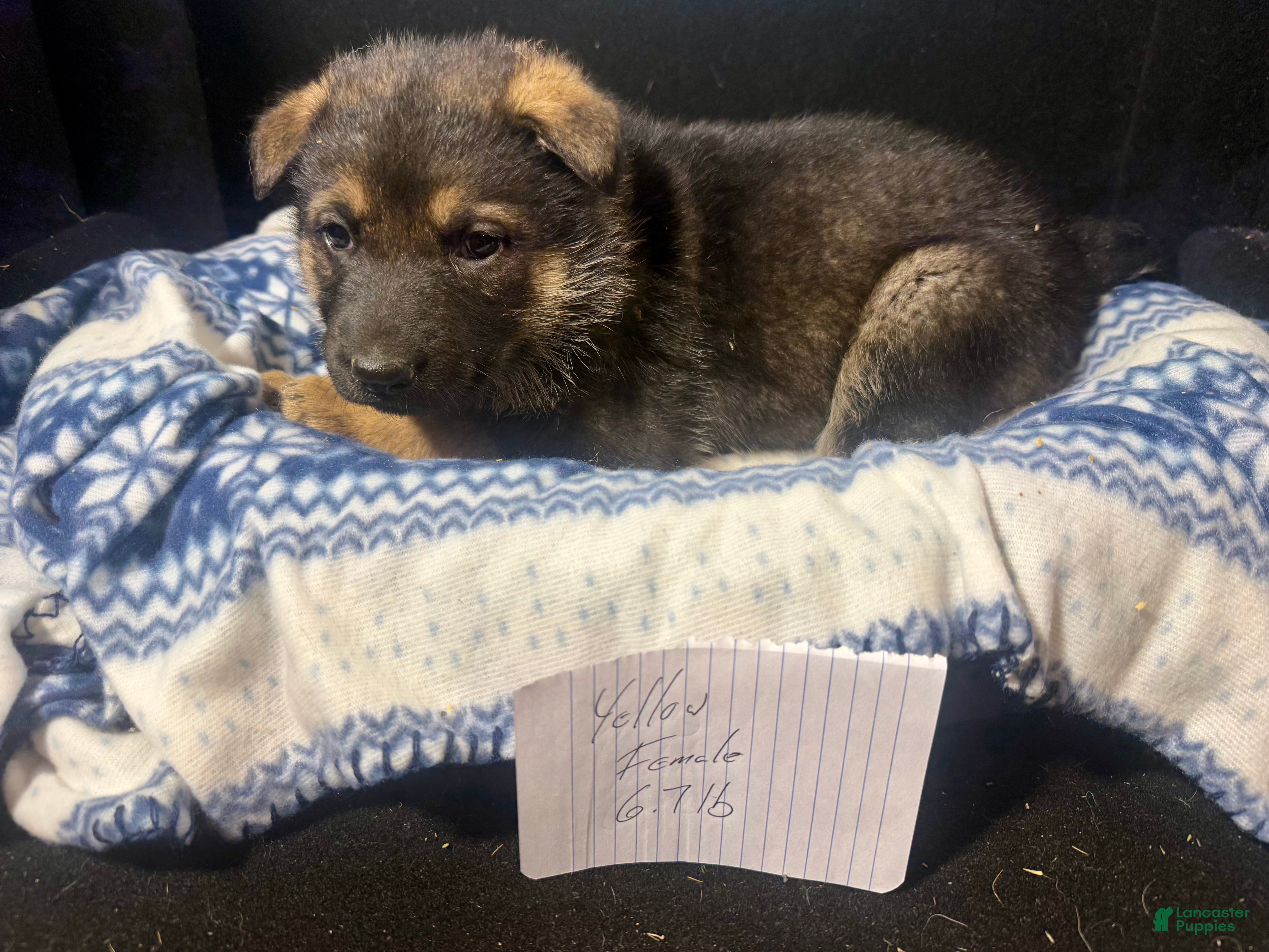 German Shepherd dogs German Shepherd Puppy 6 - Ad 4