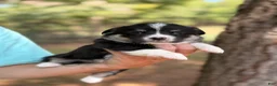 Mixed Breed dogs for sale: Black girl 2 - Ad 6