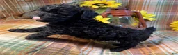 Miniature Poodle dogs for sale: Miniature Poodle 1 - Ad 3