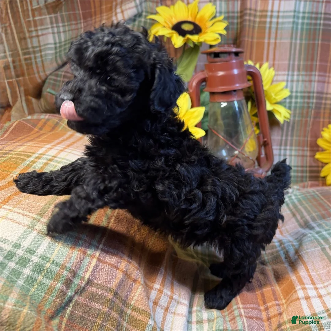 Miniature Poodle dogs for sale: Miniature Poodle 1 - Ad 3