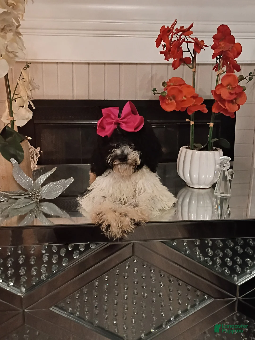 Standard Poodle dogs for sale: Standard Poodle Puppy 3 - Ad 2