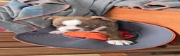 Boston Terrier dogs for sale: Mattie - Ad 3