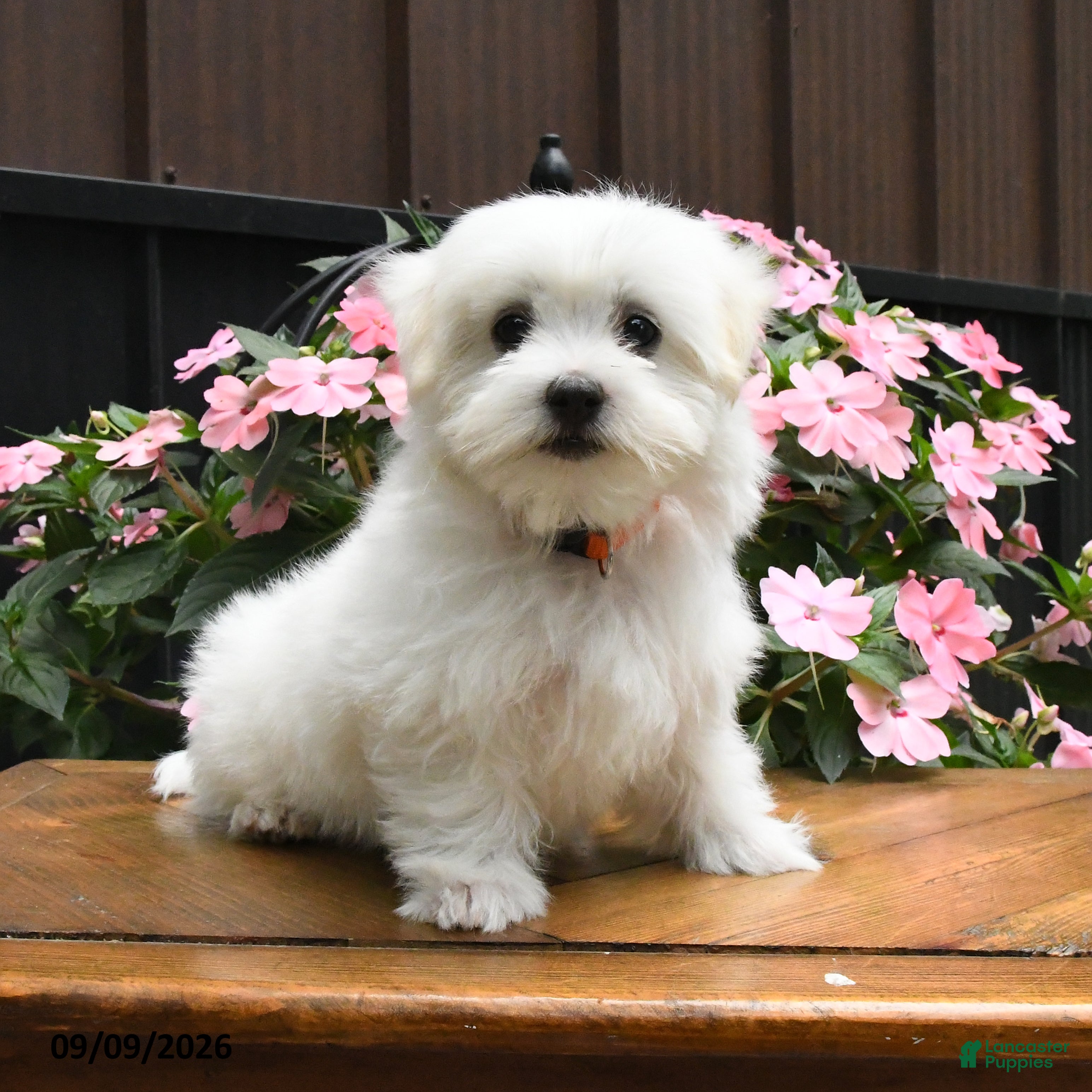 Maltese dogs Rascal - Ad 2