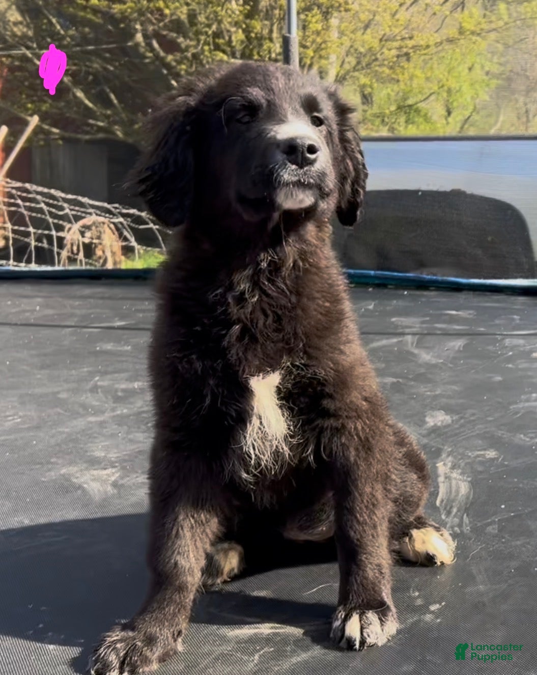 Mixed Breed dogs Raven  - Ad 15