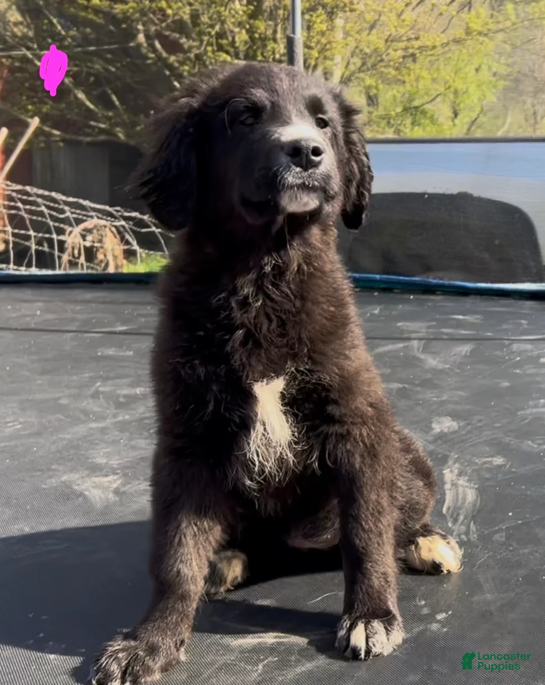 Mixed Breed dogs for sale: Raven  - Ad 1