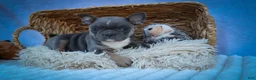 Frenchton dogs for sale: Poppy  - Ad 5