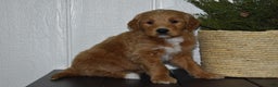 Goldendoodle dogs for sale: Turbo - Ad 3