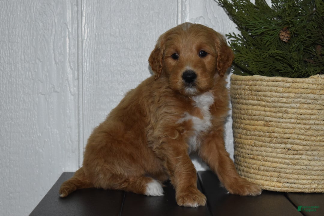 Goldendoodle dogs for sale: Turbo - Ad 3