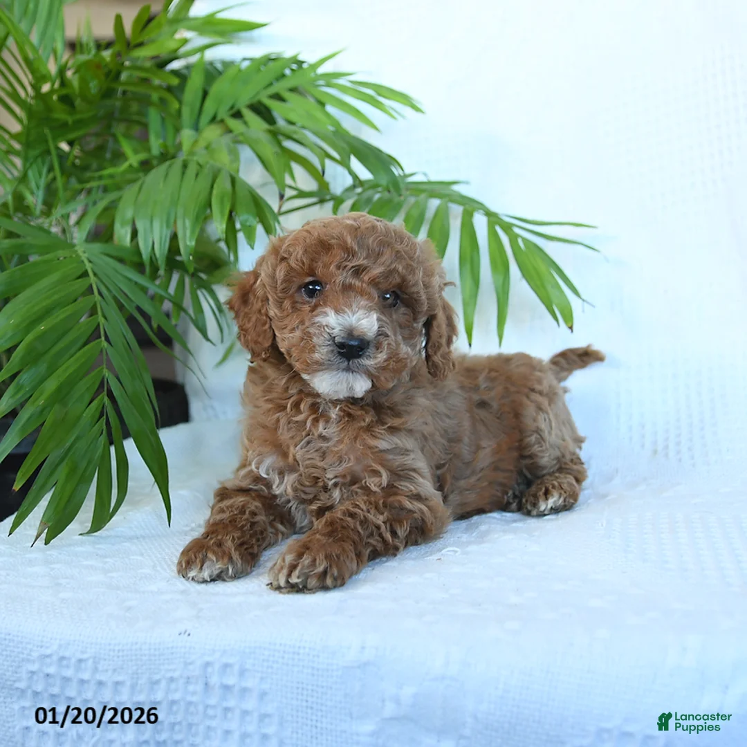 Miniature Poodle dogs for sale: Havana - Ad 2