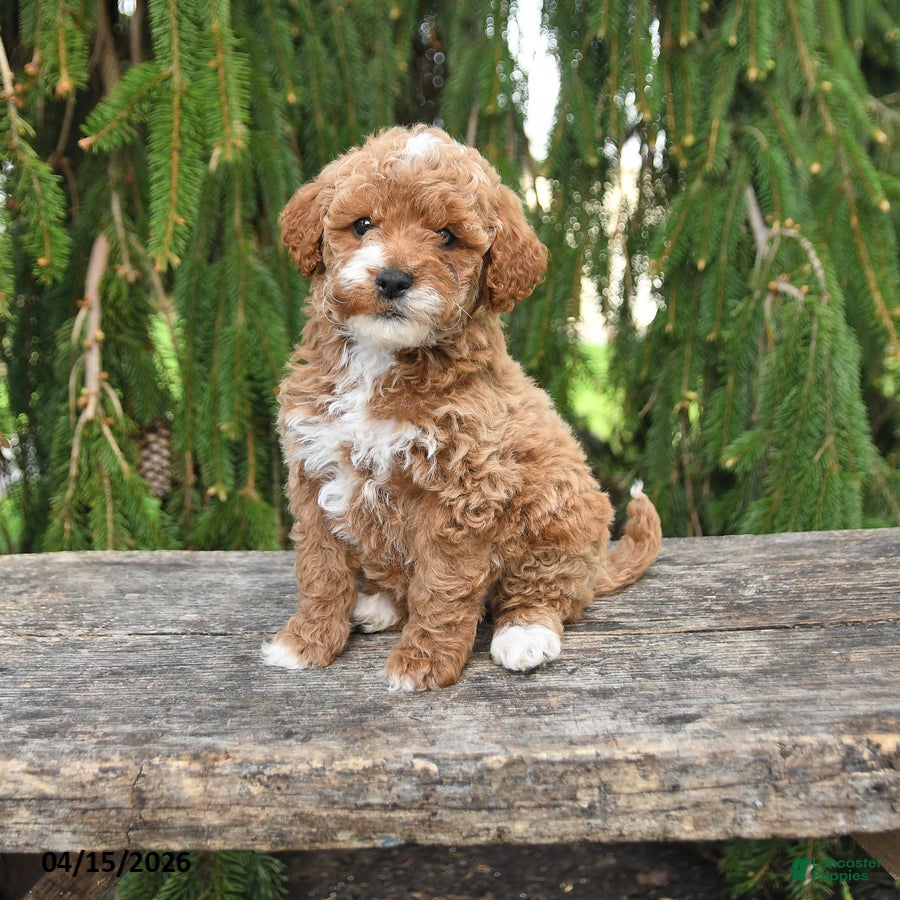 Goldendoodle dogs Marian - Ad 1