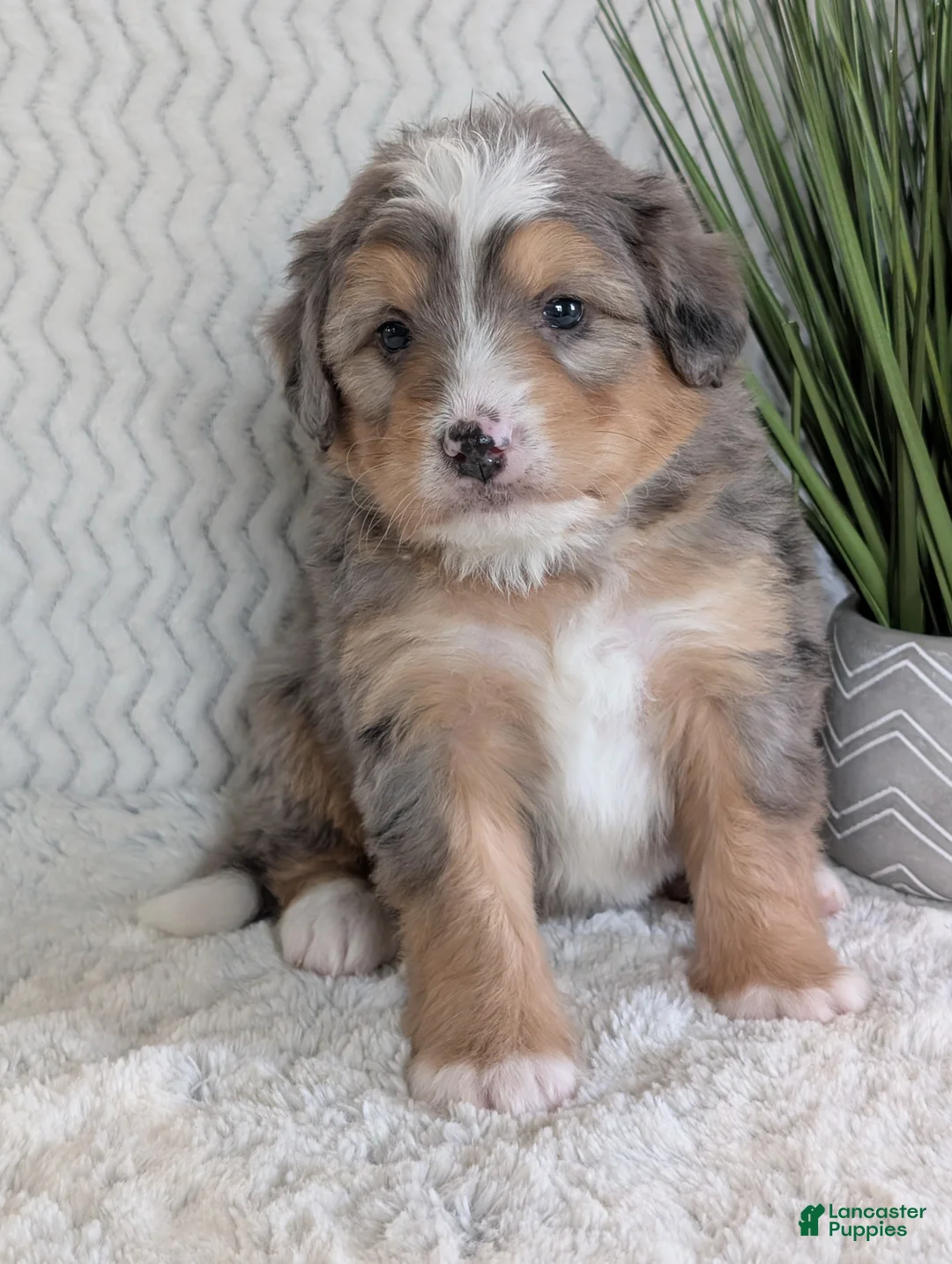 Mini Bernedoodle dogs for sale: Mini Dusty  - Ad 13