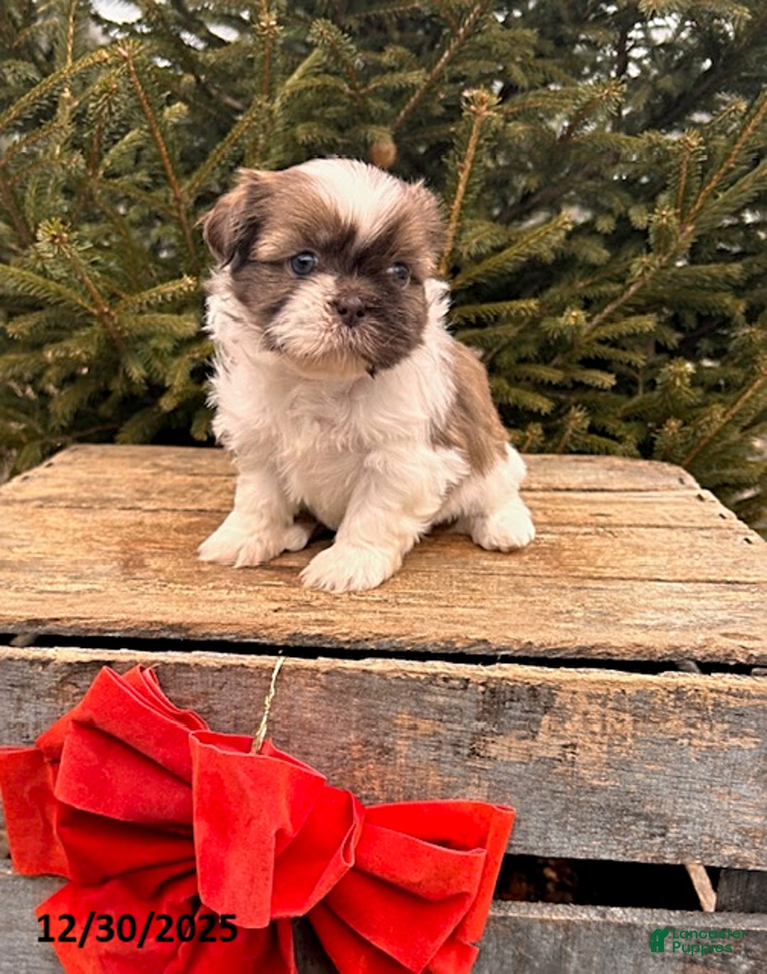 Shih Tzu dogs for sale: Belle - Ad 2