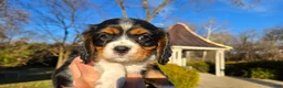 Cavalier King Charles Spaniel dogs for sale: Virgil - Ad 3